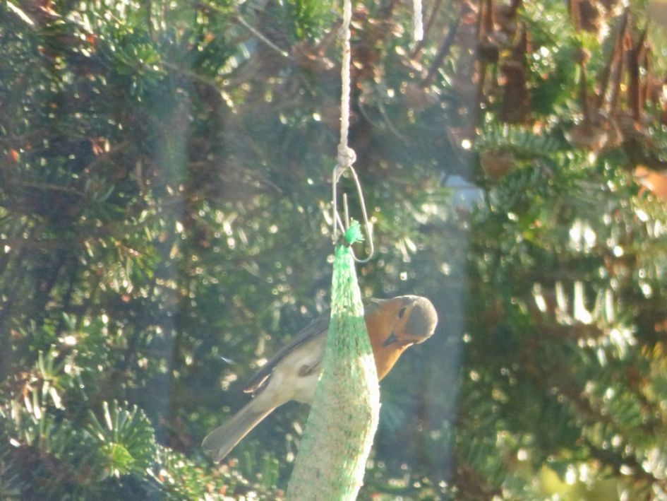 Welke tuinvogels is dit?